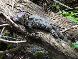 Crocodile Lizard at the Honderdduizend Dierenhuis building at the DierenPark Amersfoort zoo