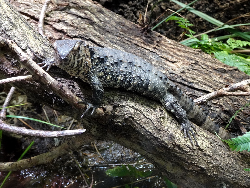 Crocodile Lizard at the Honderdduizend Dierenhuis building at the DierenPark Amersfoort zoo