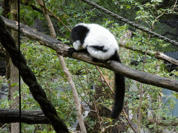 Black-and-white Ruffed Lemur at the Honderdduizend Dierenhuis building at the DierenPark Amersfoort zoo
