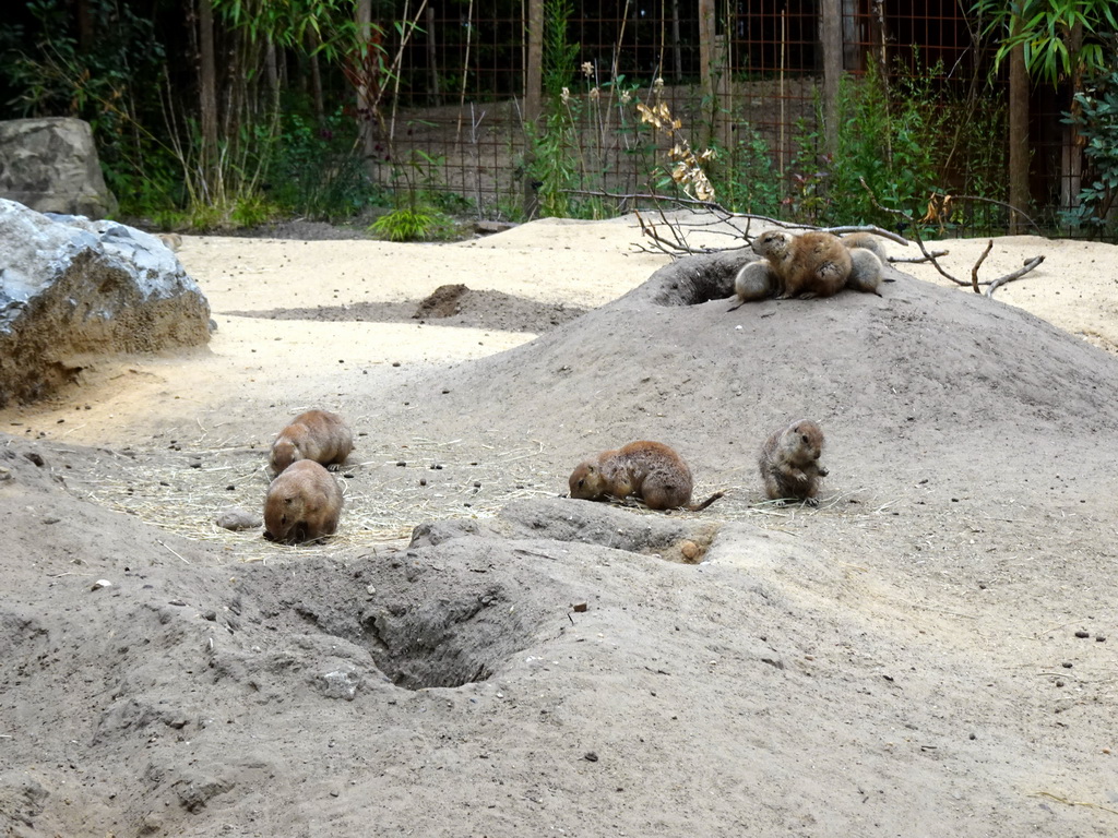 Prairie Dogs at the DierenPark Amersfoort zoo