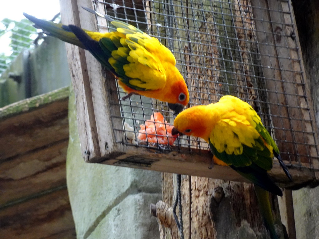 Parakeets at the Parakeet Aviary at the DierenPark Amersfoort zoo