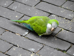 Parakeet at the Parakeet Aviary at the DierenPark Amersfoort zoo