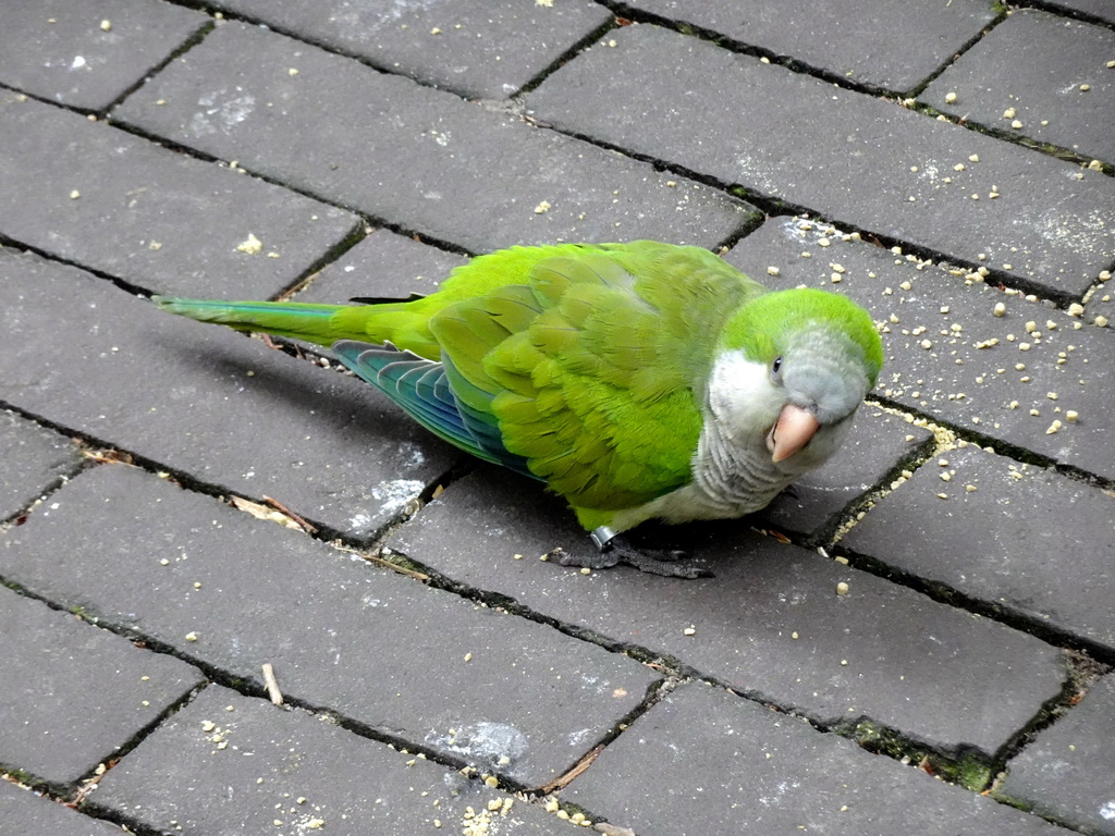 Parakeet at the Parakeet Aviary at the DierenPark Amersfoort zoo