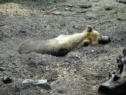 Brown Bear at the DierenPark Amersfoort zoo