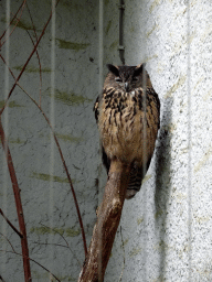 Eurasian Eagle-owl at the DierenPark Amersfoort zoo