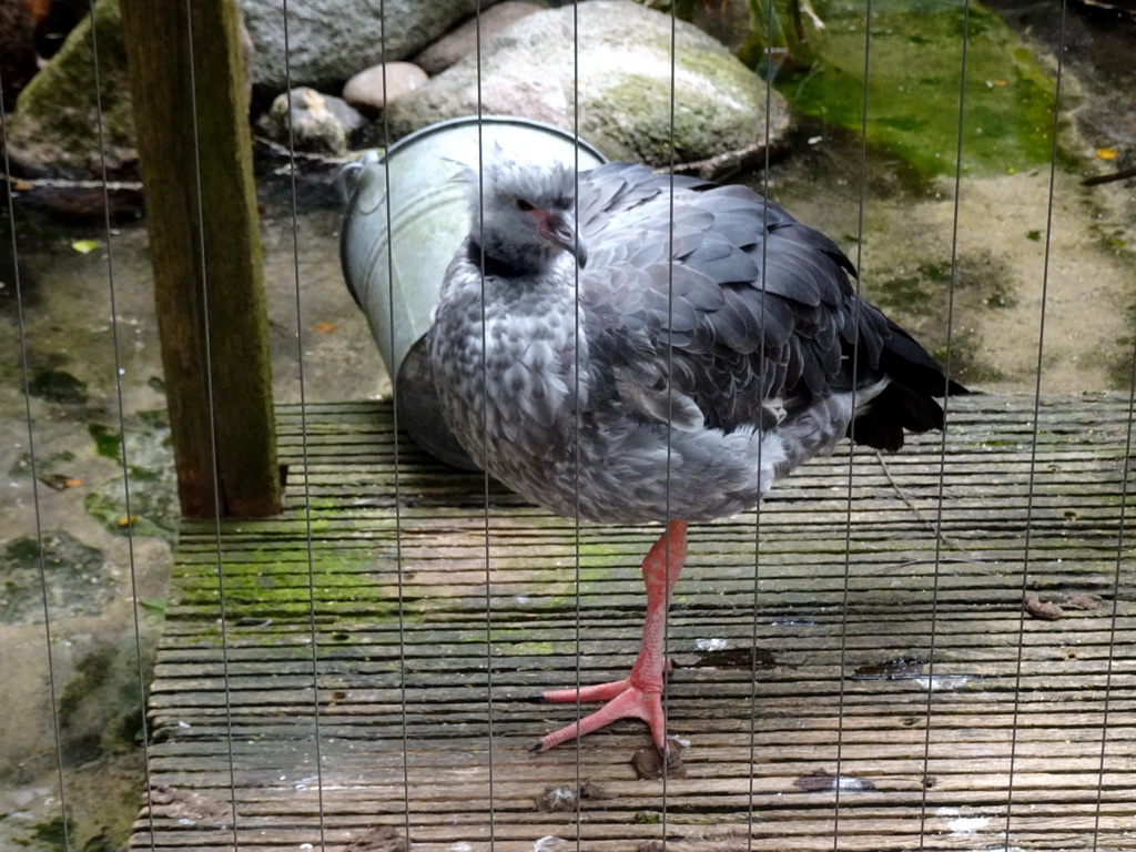 Southern Screamer at the DierenPark Amersfoort zoo