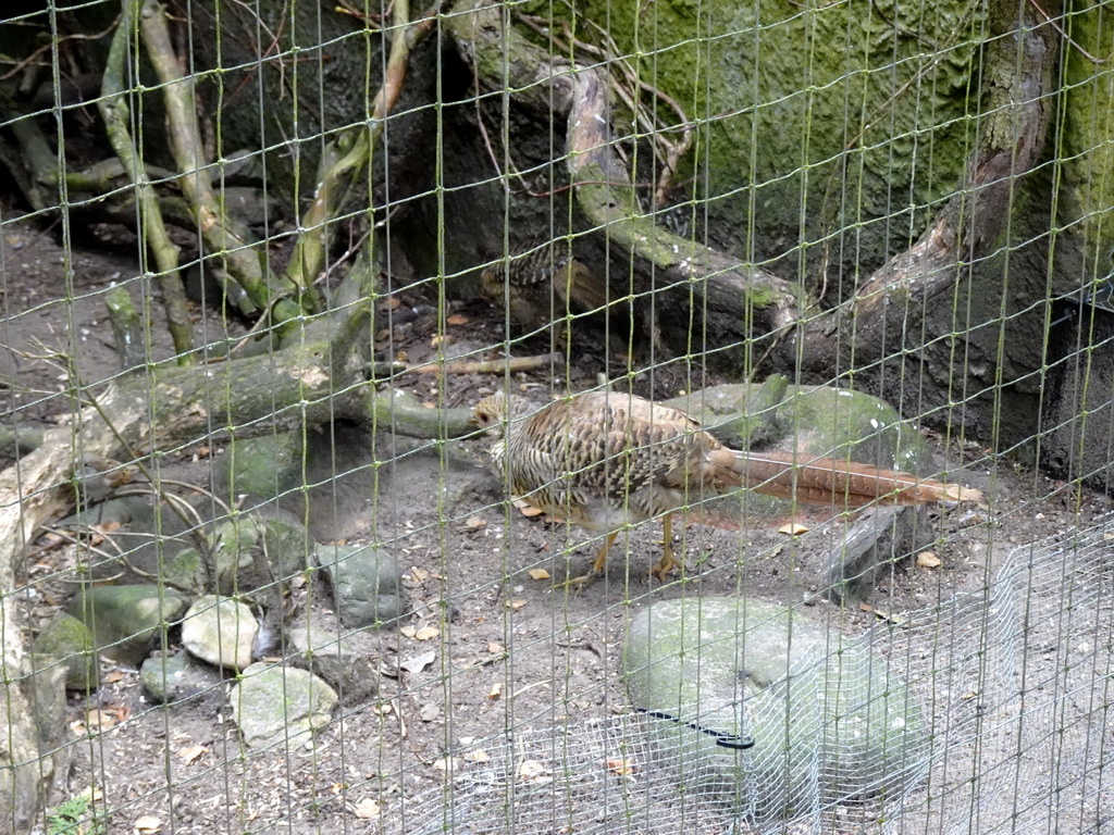 Golden Pheasant at the DierenPark Amersfoort zoo