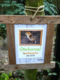 Information on the birth of Golden Pheasants at the DierenPark Amersfoort zoo