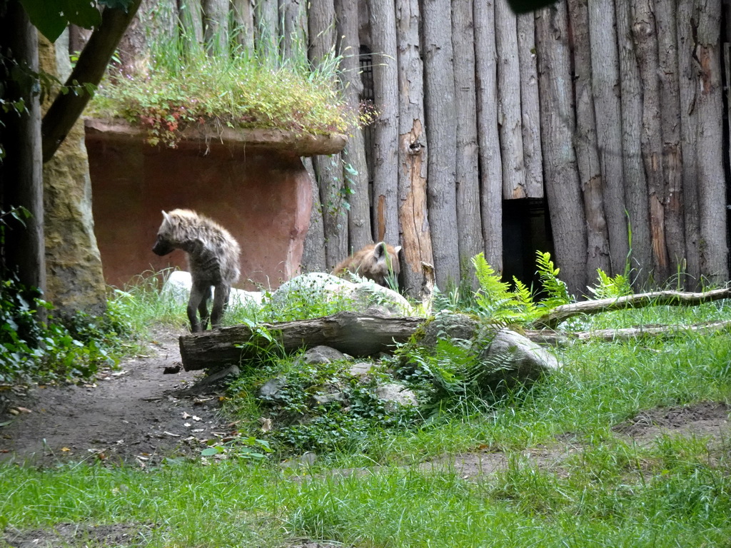 Spotted Hyenas at the DierenPark Amersfoort zoo