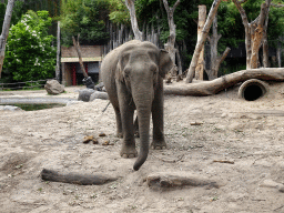 Asian Elephant at the DierenPark Amersfoort zoo