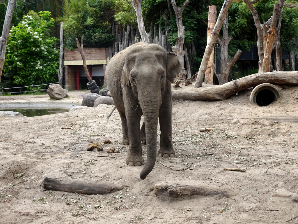 Asian Elephant at the DierenPark Amersfoort zoo