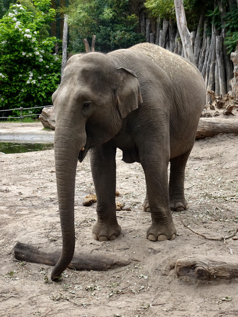 Asian Elephant at the DierenPark Amersfoort zoo