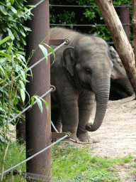 Young Asian Elephant at the DierenPark Amersfoort zoo