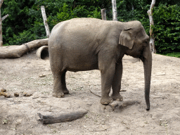 Asian Elephant at the DierenPark Amersfoort zoo