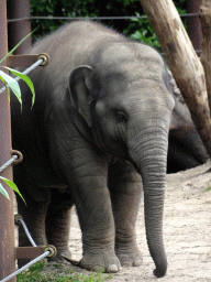 Young Asian Elephant at the DierenPark Amersfoort zoo