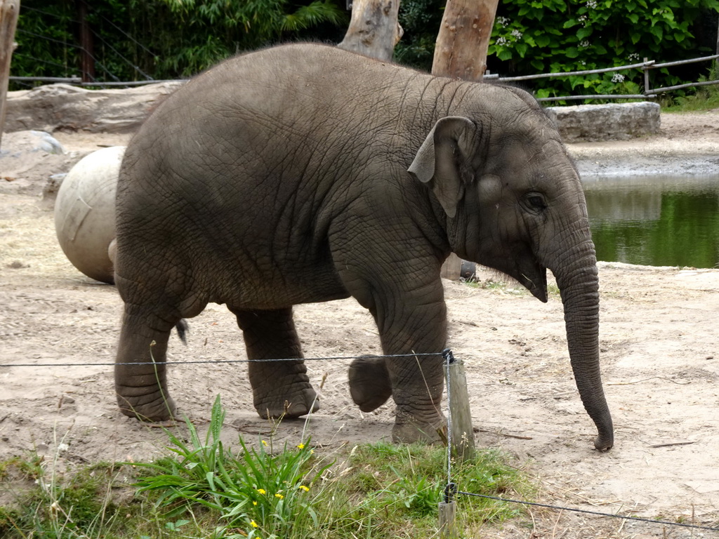 Young Asian Elephant at the DierenPark Amersfoort zoo