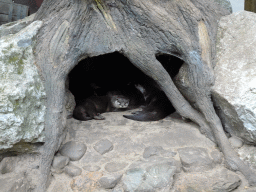 Asian Small-clawed Otters at the DierenPark Amersfoort zoo