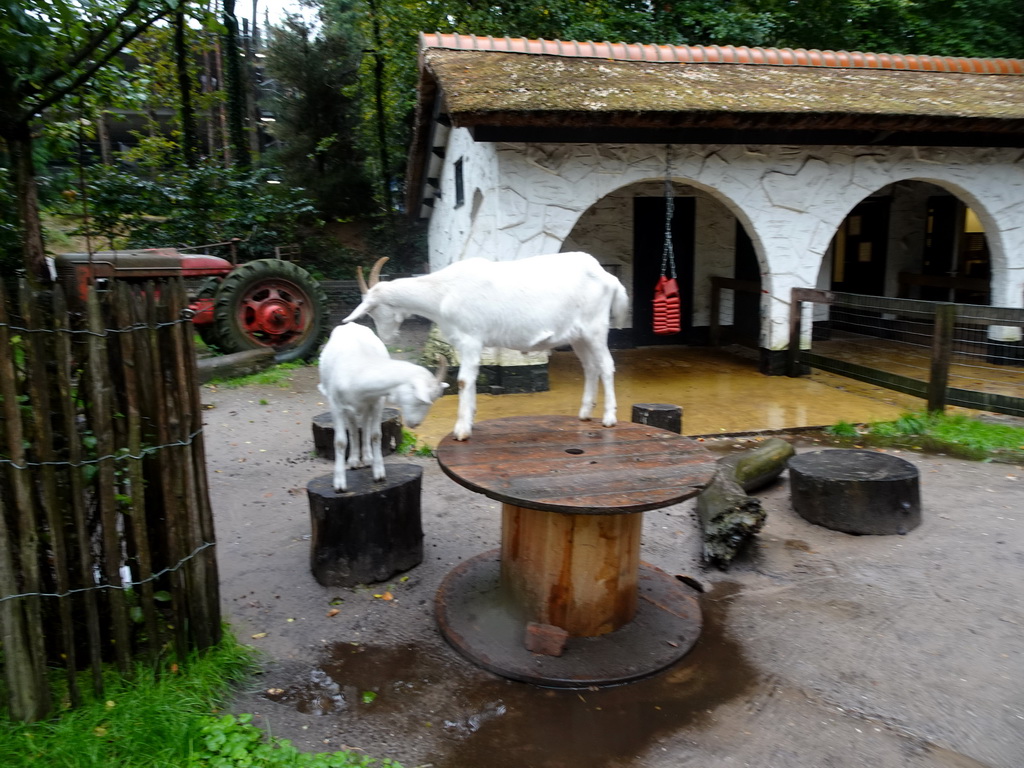 Goats at the petting zoo at the DierenPark Amersfoort zoo