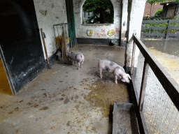 Pigs at the petting zoo at the DierenPark Amersfoort zoo