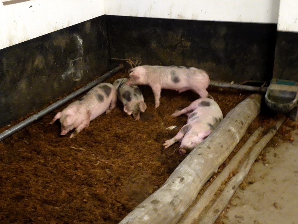 Young pigs at the petting zoo at the DierenPark Amersfoort zoo