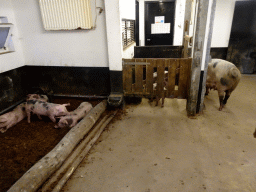 Young pigs at the petting zoo at the DierenPark Amersfoort zoo