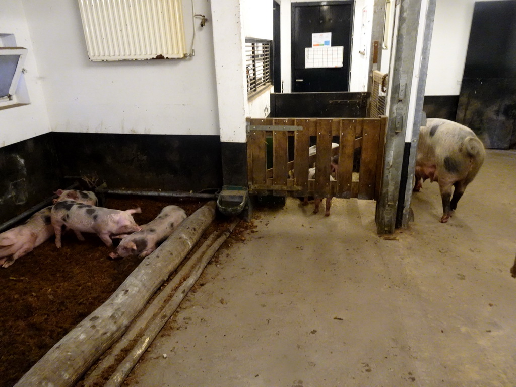 Young pigs at the petting zoo at the DierenPark Amersfoort zoo