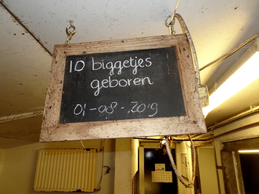 Sign with the birth date of the young pigs at the petting zoo at the DierenPark Amersfoort zoo