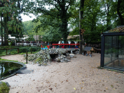 African Penguins and the tourist train at the DierenPark Amersfoort zoo