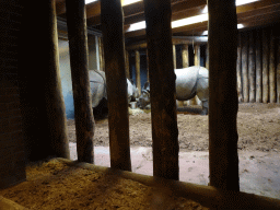 Indian Rhinoceroses at the DierenPark Amersfoort zoo