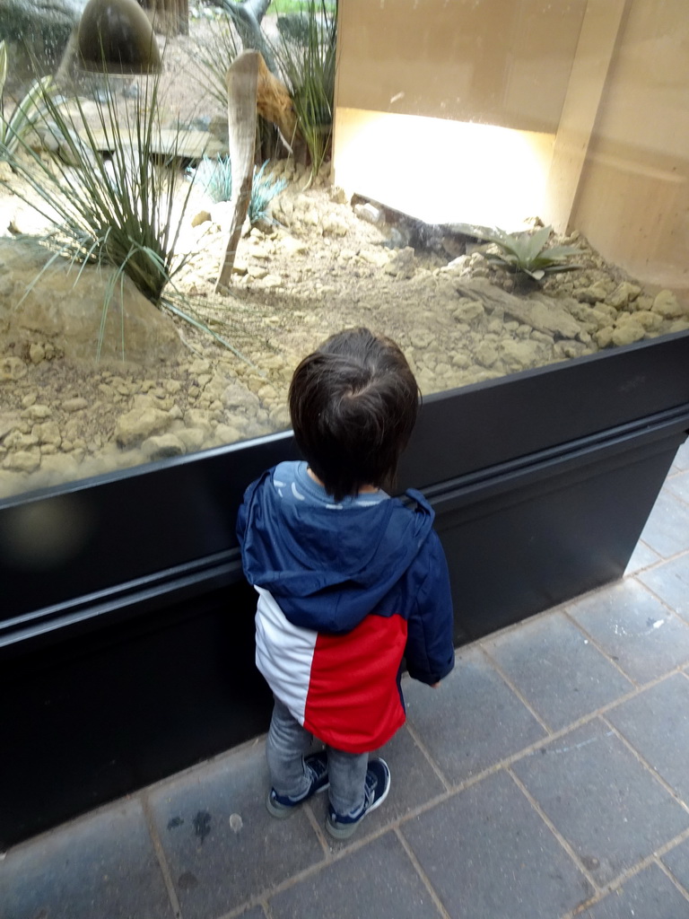 Max with a turtle at the enclosure of the African Penguins at the DierenPark Amersfoort zoo