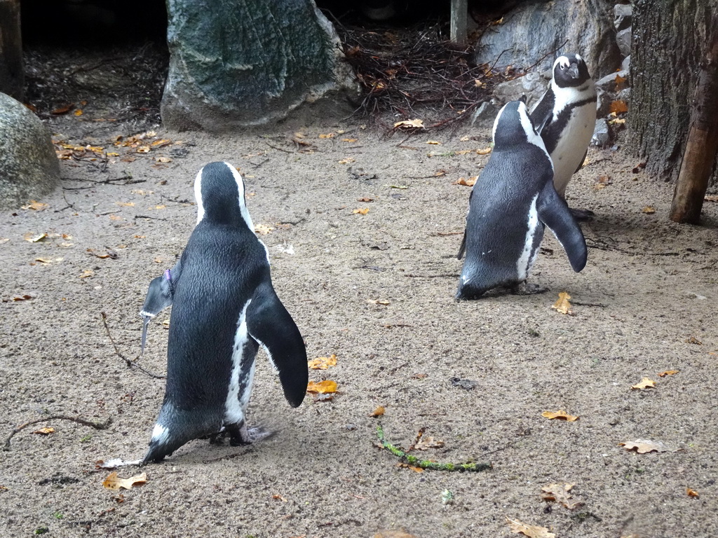 African Penguins at the DierenPark Amersfoort zoo