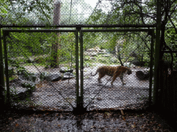 Siberian Tiger at the City of Antiquity at the DierenPark Amersfoort zoo