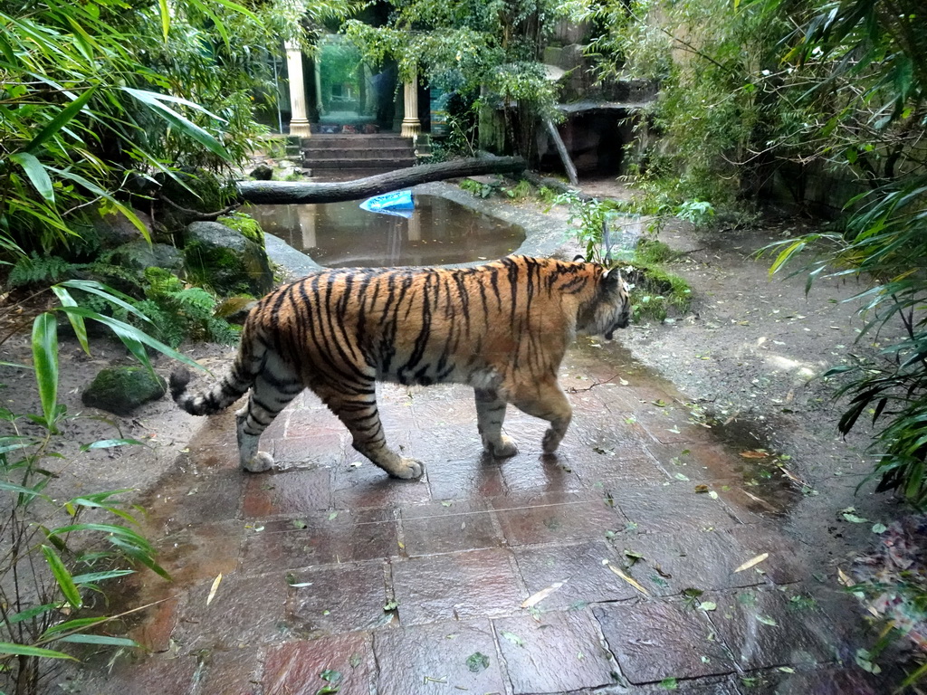 Siberian Tiger at the City of Antiquity at the DierenPark Amersfoort zoo