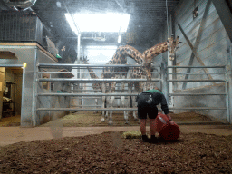 Zookeeper feeding the Giraffes at the DierenPark Amersfoort zoo, viewed from the De Nacht building