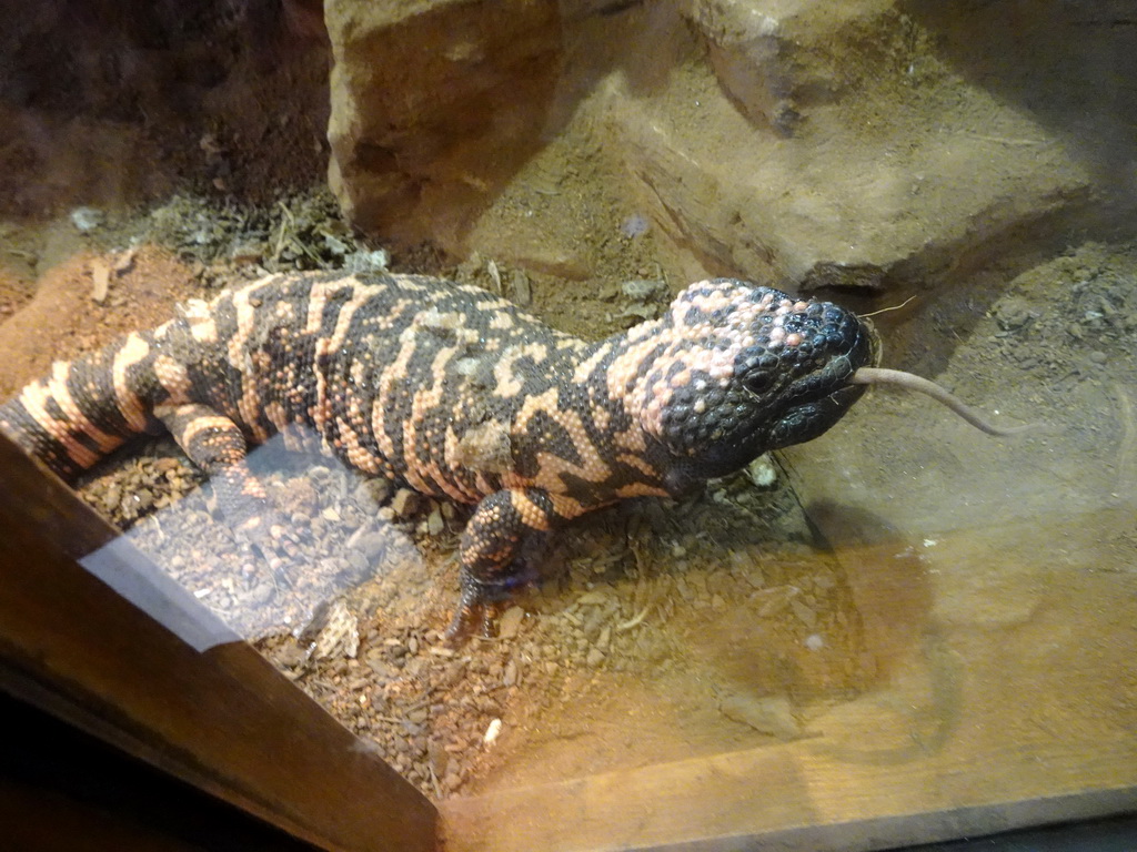 Gila Monster eating a mouse at the Honderdduizend Dierenhuis building at the DierenPark Amersfoort zoo