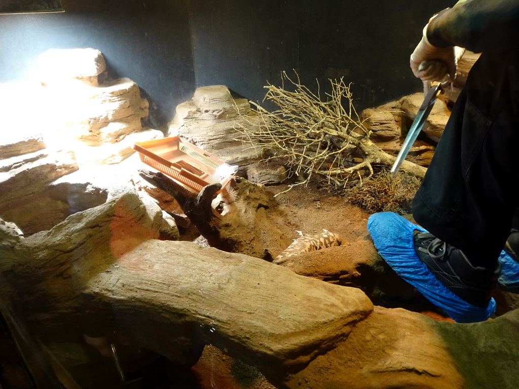 Zookeeper feeding the Gila Monsters at the Honderdduizend Dierenhuis building at the DierenPark Amersfoort zoo