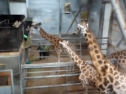 Zookeeper feeding the Giraffes at the DierenPark Amersfoort zoo, viewed from the platform at the back side of the Honderdduizend Dierenhuis building