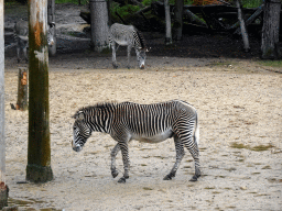 Grévy`s Zebras at the DierenPark Amersfoort zoo