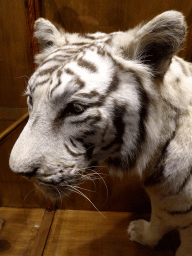 Stuffed White Tiger at the Honderdduizend Dierenhuis building at the DierenPark Amersfoort zoo