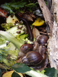 Giant African Millipede, African Giant Snails and Sun Beetle at the Honderdduizend Dierenhuis building at the DierenPark Amersfoort zoo