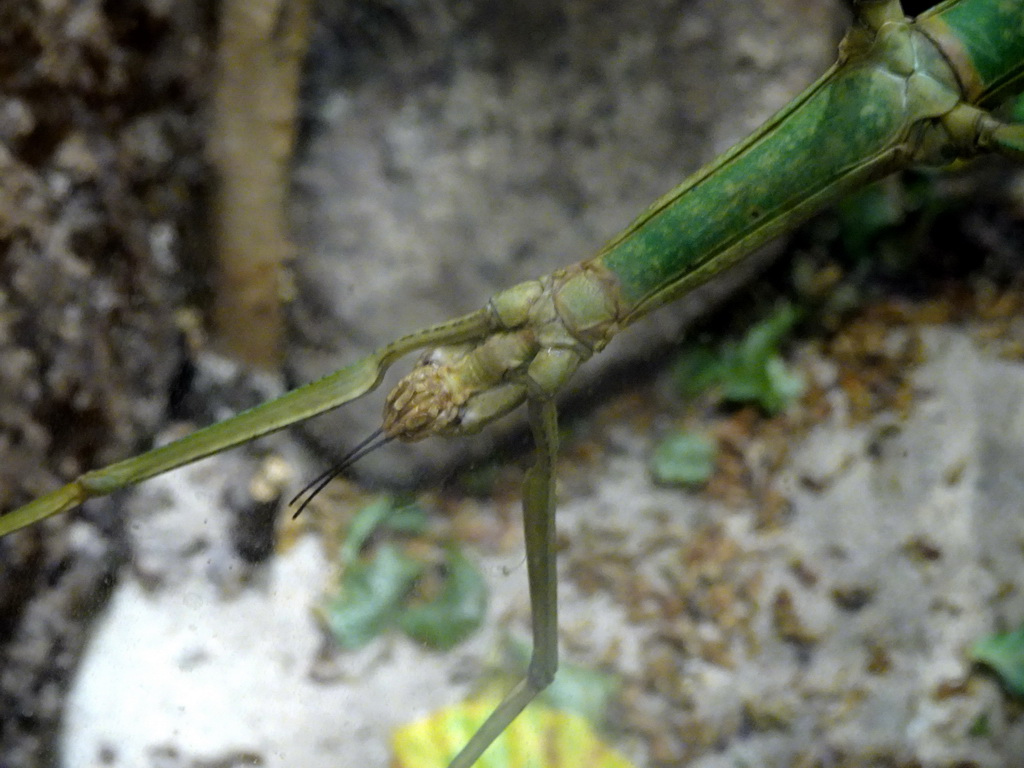 Stick Insect at the Honderdduizend Dierenhuis building at the DierenPark Amersfoort zoo