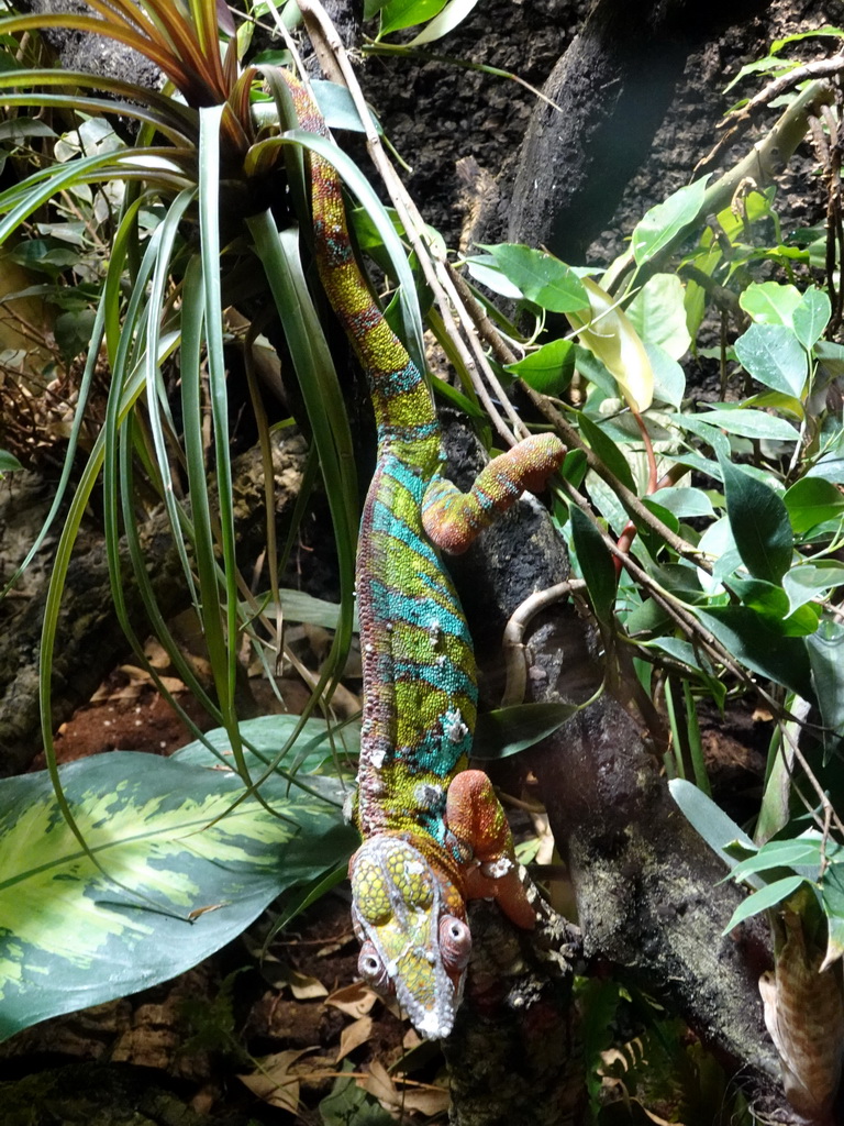 Panther Chameleon at the Honderdduizend Dierenhuis building at the DierenPark Amersfoort zoo