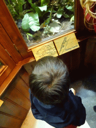 Max looking at the Panther Chameleon at the Honderdduizend Dierenhuis building at the DierenPark Amersfoort zoo