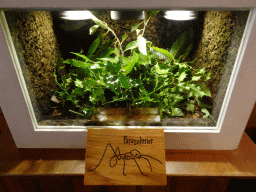 Leafcutter Ants at the Honderdduizend Dierenhuis building at the DierenPark Amersfoort zoo, with explanation