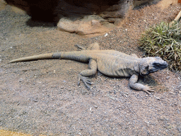 Chuckwalla at the Honderdduizend Dierenhuis building at the DierenPark Amersfoort zoo