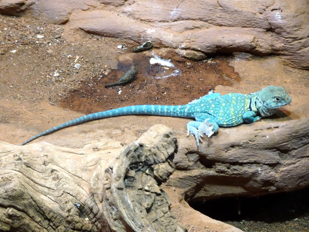 Eastern Collared Lizard at the Honderdduizend Dierenhuis building at the DierenPark Amersfoort zoo