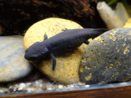 Chinese Fire Belly Newt at the Honderdduizend Dierenhuis building at the DierenPark Amersfoort zoo