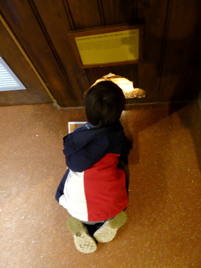 Max looking at Leafcutter Ants at the Honderdduizend Dierenhuis building at the DierenPark Amersfoort zoo, with explanation