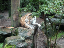 Siberian Tiger at the City of Antiquity at the DierenPark Amersfoort zoo, viewed from the Palace of King Darius