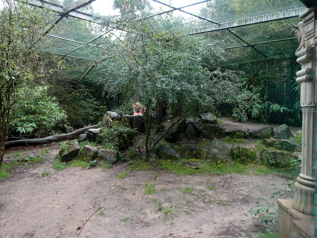 Siberian Tiger at the City of Antiquity at the DierenPark Amersfoort zoo, viewed from the Palace of King Darius